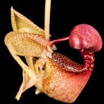 Coryanthes macrantha-The Bucket Orchid